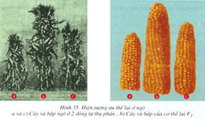 Lý thuyết Sinh học 9 Bài 35: Ưu thế lai hay, chi tiết