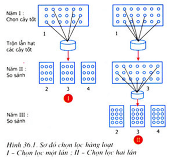 Lý thuyết Sinh học 9 Bài 36: Các phương pháp chọn lọc hay, chi tiết