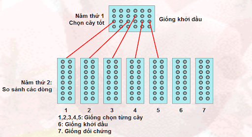 Lý thuyết Sinh học 9 Bài 36: Các phương pháp chọn lọc hay, chi tiết