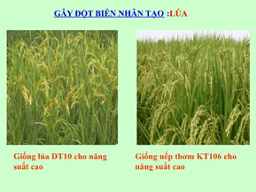 Bài 37: Thành tựu chọn giống ở Việt Nam hay, chi tiết