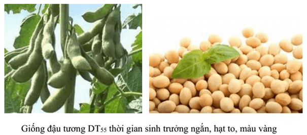 Bài 37: Thành tựu chọn giống ở Việt Nam hay, chi tiết