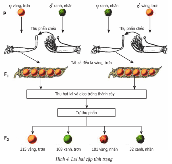 Lý thuyết Sinh học 9 Bài 4: Lai hai cặp tính trạng hay, chi tiết