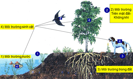 Lý thuyết Sinh học 9 Bài 41: Môi trường và các nhân tố sinh thái hay, chi tiết