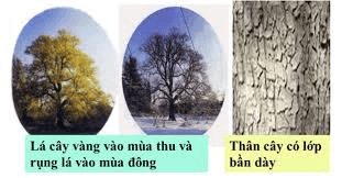 Lý thuyết Sinh học 9 Bài 43: Ảnh hưởng của nhiệt độ và độ ẩm lên đời sống sinh vật hay, chi tiết