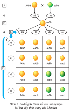 Lý thuyết Sinh học 9 Bài 5: Lai hai cặp tính trạng tiếp theo hay, chi tiết