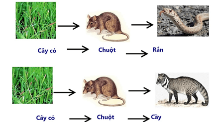 Lý thuyết Sinh học 9 Bài 50: Hệ sinh thái hay, chi tiết