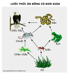 Lý thuyết Sinh học 9 Bài 50: Hệ sinh thái hay, chi tiết