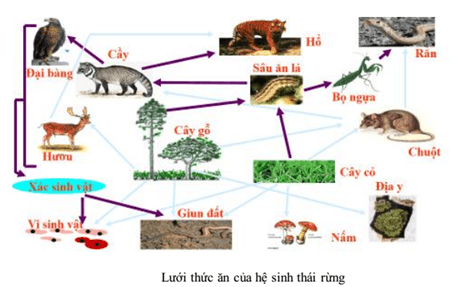 Lý thuyết Sinh học 9 Bài 50: Hệ sinh thái hay, chi tiết