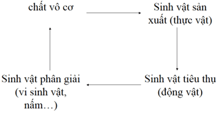 Lý thuyết Sinh học 9 Bài 50: Hệ sinh thái hay, chi tiết