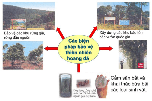 Lý thuyết Sinh học 9 Bài 59: Khôi phục môi trường và giữ gìn thiên nhiên hoang dã hay, chi tiết