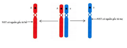 Lý thuyết Sinh học 9 Bài 8: Nhiễm sắc thể hay, chi tiết