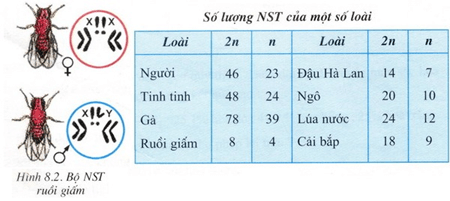 Lý thuyết Sinh học 9 Bài 8: Nhiễm sắc thể hay, chi tiết