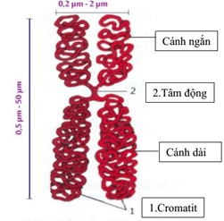 Lý thuyết Sinh học 9 Bài 8: Nhiễm sắc thể hay, chi tiết