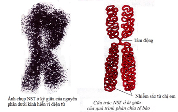 Lý thuyết Sinh học 9 Bài 8: Nhiễm sắc thể hay, chi tiết