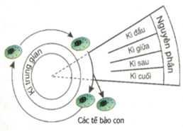 Lý thuyết Sinh học 9 Bài 9: Nguyên phân hay, chi tiết