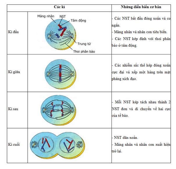 Lý thuyết Sinh học 9 Bài 9: Nguyên phân hay, chi tiết