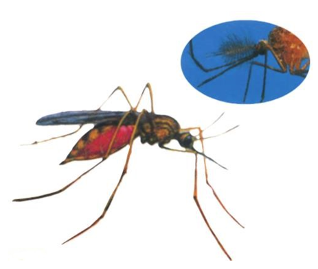Tự nhiên và Xã hội lớp 1 Bài 28: Con muỗi | Hay nhất Giải bài tập Tự nhiên và Xã hội 1