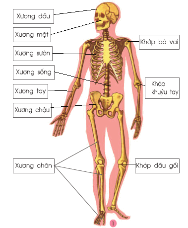 Tự nhiên và Xã hội lớp 2 Bài 2 : Bộ xương | Hay nhất Giải bài tập Tự nhiên và Xã hội 2