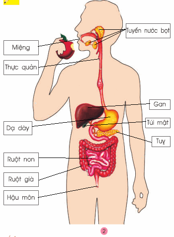 Tự nhiên và Xã hội lớp 2 Bài 5: Cơ quan tiêu hóa | Hay nhất Giải bài tập Tự nhiên và Xã hội 2