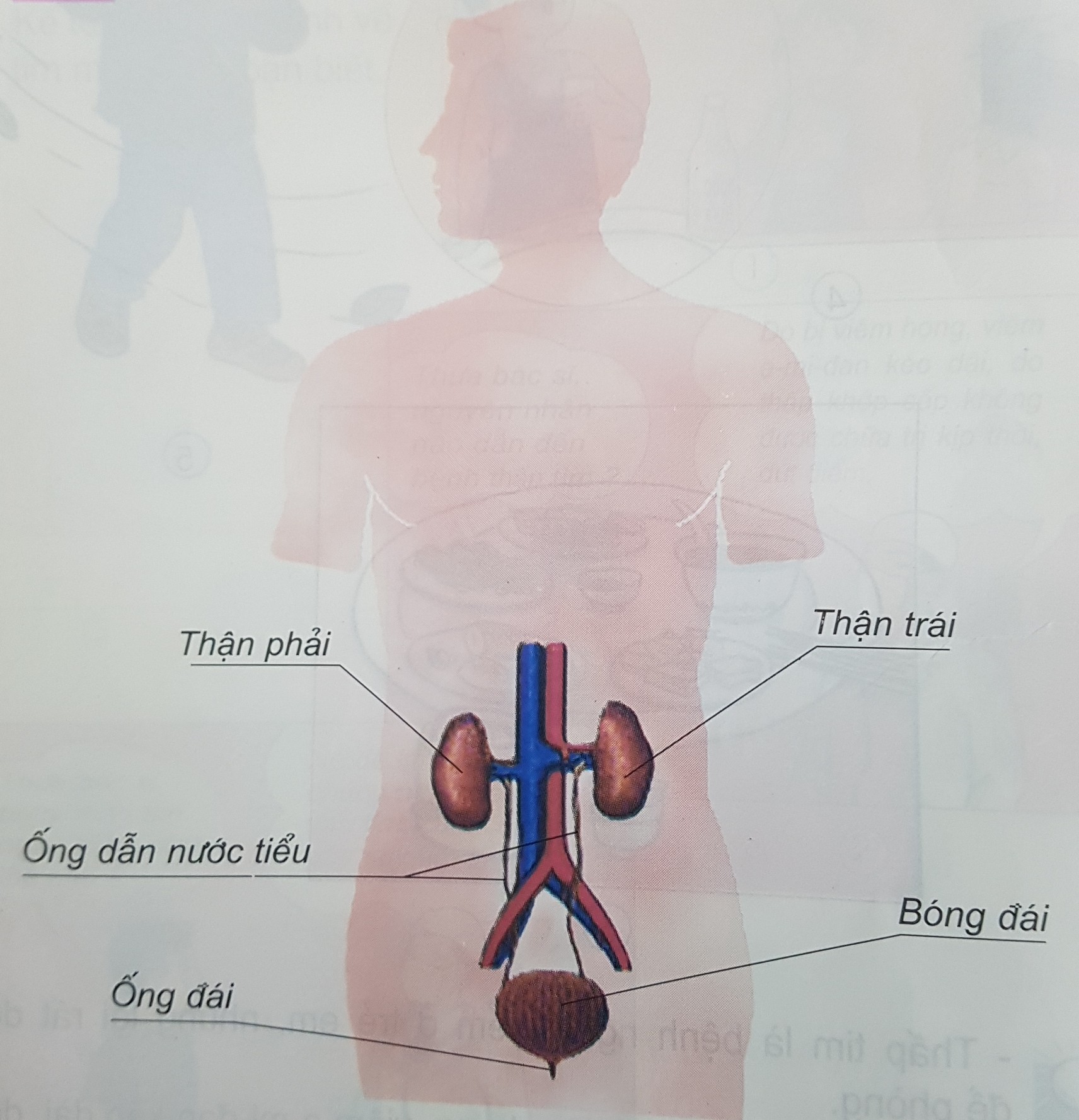 Giải bài tập Tự nhiên và Xã hội 3 | Giải Tự nhiên và Xã hội 3