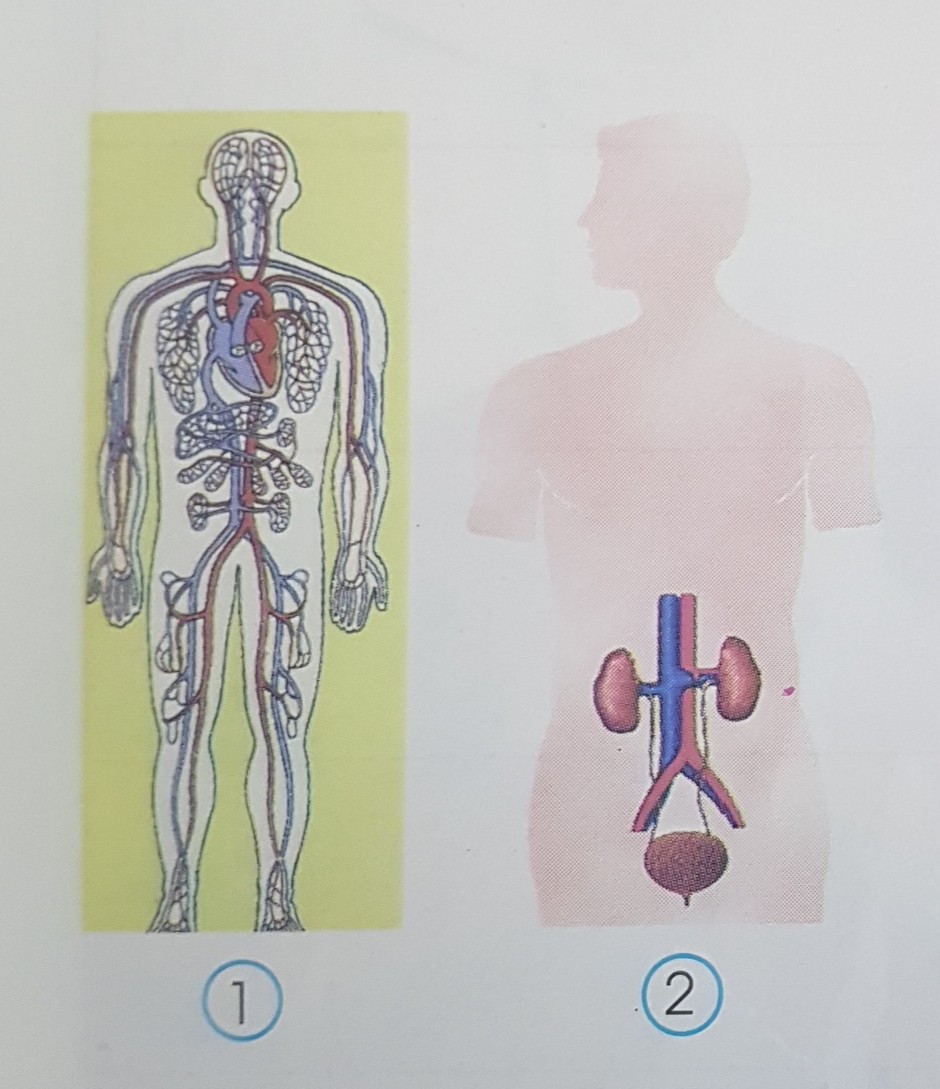 Giải bài tập Tự nhiên và Xã hội 3 | Giải Tự nhiên và Xã hội 3