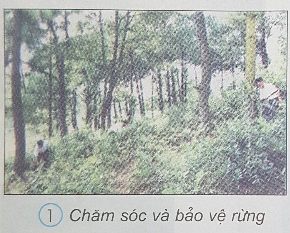 Giải bài tập Tự nhiên và Xã hội 3 | Giải Tự nhiên và Xã hội 3