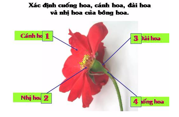 Giải bài tập Tự nhiên và Xã hội 3 | Giải Tự nhiên và Xã hội 3