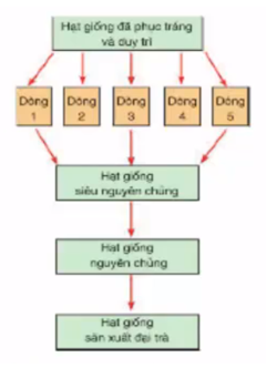 Công nghệ 7 VNEN Bài 2: Giống cây trồng | Hay nhất Giải bài tập Công nghệ 7 VNEN