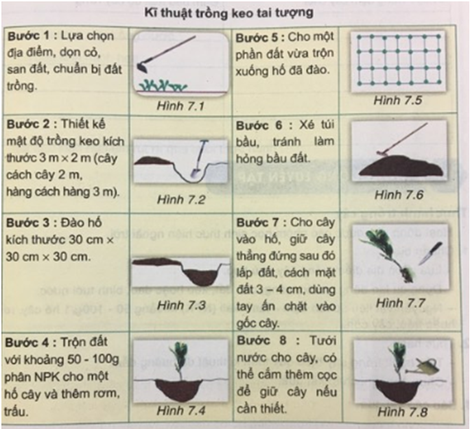 Công nghệ 7 VNEN Bài 7: Trồng và chăm sóc rừng | Hay nhất Giải bài tập Công nghệ 7 VNEN