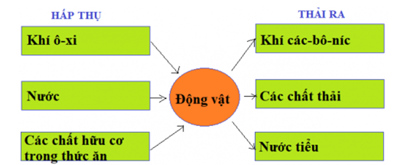 Bài 32: ĐỘNG VẬT TRAO ĐỔI CHẤT NHƯ THẾ NÀO