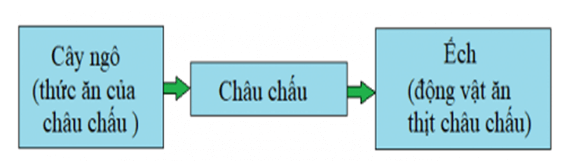 Bài 33: CHUỖI THỨC ĂN TRONG TỰ NHIÊN