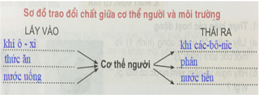 CHÚNG EM ĐÃ HỌC ĐƯỢC NHỮNG GÌ TỪ CHỦ ĐỀ CON NGƯỜI VÀ SỨC KHOẺ?