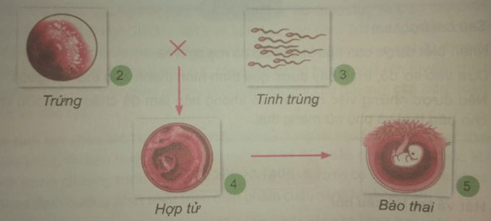 Khoa học 5 Bài 1: Sự sinh sản | Hay nhất Giải Khoa học lớp 5 VNEN