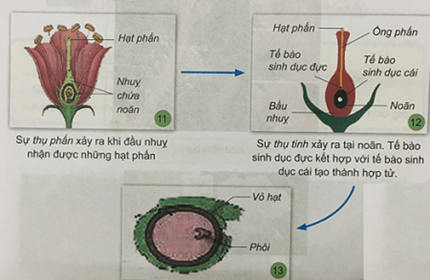 Khoa học 5 Bài 27: Sinh sản và thực vật có hoa | Hay nhất Giải Khoa học lớp 5 VNEN