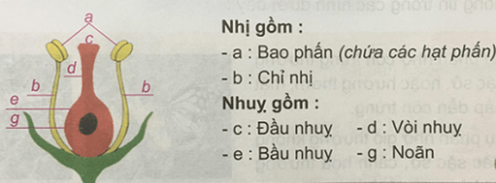 Khoa học 5 Bài 27: Sinh sản và thực vật có hoa | Hay nhất Giải Khoa học lớp 5 VNEN