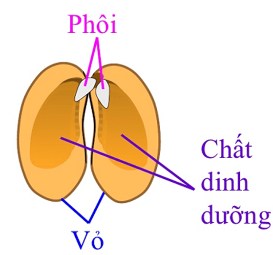 Khoa học 5 Bài 28: Cây con mọc lên từ hạt | Hay nhất Giải Khoa học lớp 5 VNEN