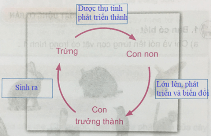 Khoa học 5 Bài 30: Sinh sản và chu trình sinh sản của động vật | Hay nhất Giải Khoa học lớp 5 VNEN