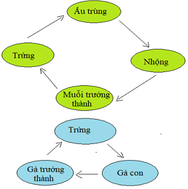 Khoa học 5 Bài 30: Sinh sản và chu trình sinh sản của động vật | Hay nhất Giải Khoa học lớp 5 VNEN