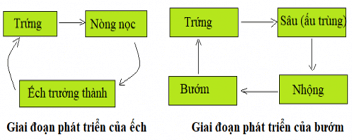 Khoa học 5 Bài 31: Sinh sản và quá trình phát triển của côn trùng, ếch | Hay nhất Giải Khoa học lớp 5 VNEN