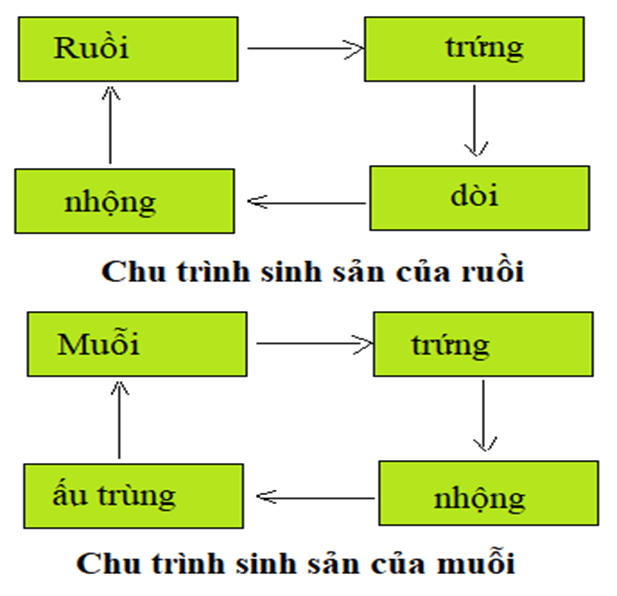 Khoa học 5 Bài 31: Sinh sản và quá trình phát triển của côn trùng, ếch | Hay nhất Giải Khoa học lớp 5 VNEN