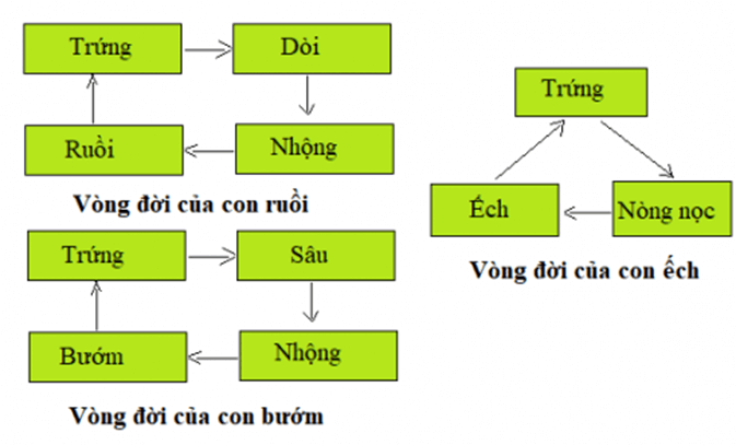 Khoa học 5 Ôn tập và kiểm tra cuối năm | Hay nhất Giải Khoa học lớp 5 VNEN