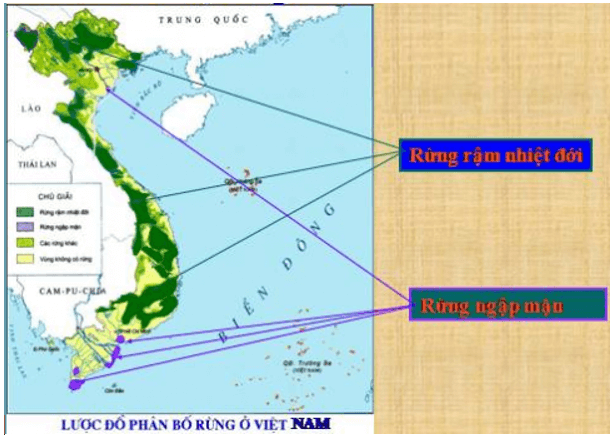 Lịch Sử và Địa Lí lớp 5 Bài 4: Đất và rừng | Hay nhất Giải Lịch Sử và Địa Lí lớp 5 VNEN