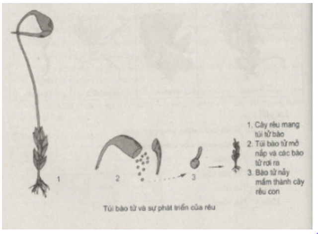 Bài tập có lời giải trang 71, 72, 73, 74, 75, 76 SBT Sinh học 6 | Giải sách bài tập Sinh học 6 hay nhất tại VietJack