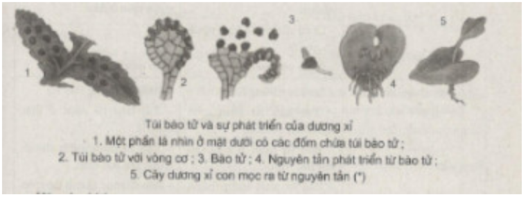 Bài tập có lời giải trang 71, 72, 73, 74, 75, 76 SBT Sinh học 6 | Giải sách bài tập Sinh học 6 hay nhất tại VietJack