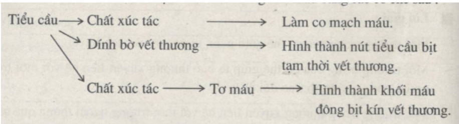 Bài tập có lời giải trang 27, 28 SBT Sinh học 8 | Giải sách bài tập Sinh học 8 hay nhất tại VietJack