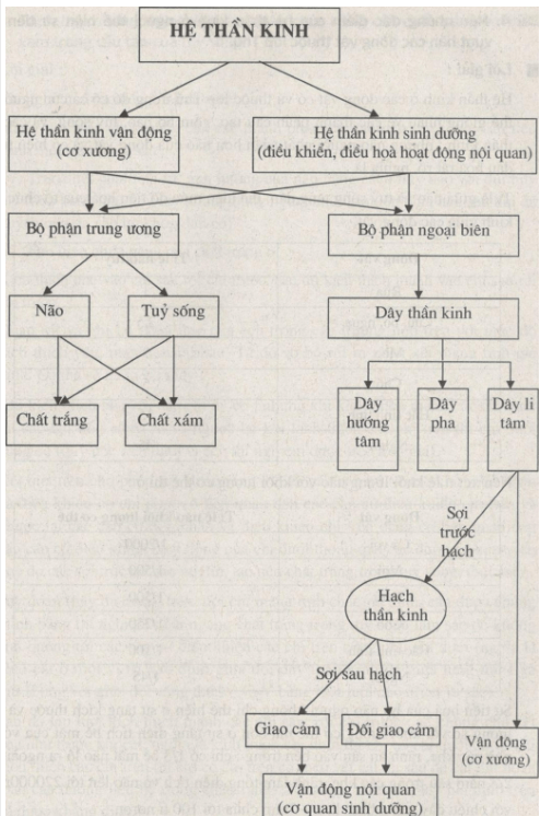 Bài tập có lời giải trang 97, 98, 99, 100, 101, 102, 103 SBT Sinh học 8 | Giải sách bài tập Sinh học 8 hay nhất tại VietJack