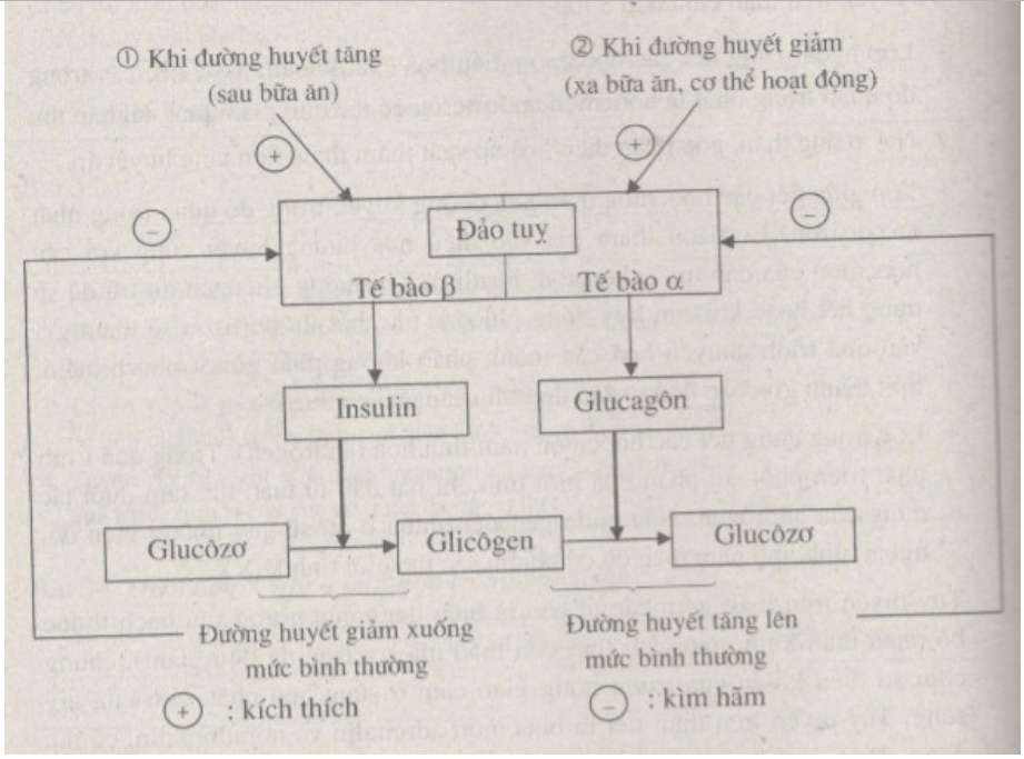 Bài tập tự luận trang 125, 126 SBT Sinh học 8 | Giải sách bài tập Sinh học 8 hay nhất tại VietJack