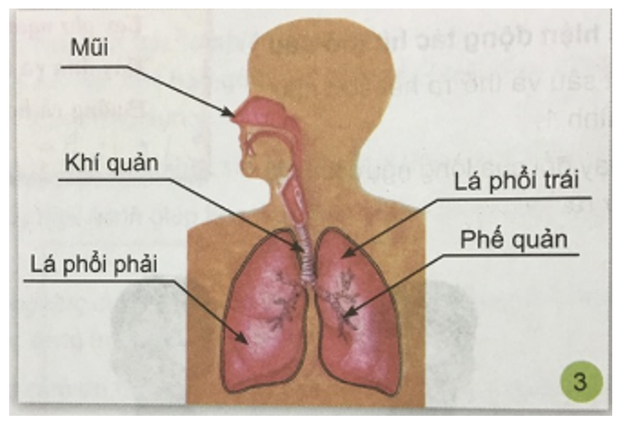 Tự nhiên và xã hội 3 Bài 1: Hoạt động thở và cơ quan hô hấp | Hay nhất Giải bài tập Tự nhiên và xã hội 3 VNEN