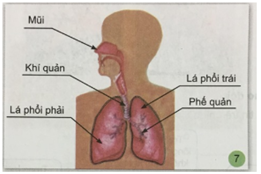 Tự nhiên và xã hội 3 Bài 1: Hoạt động thở và cơ quan hô hấp | Hay nhất Giải bài tập Tự nhiên và xã hội 3 VNEN