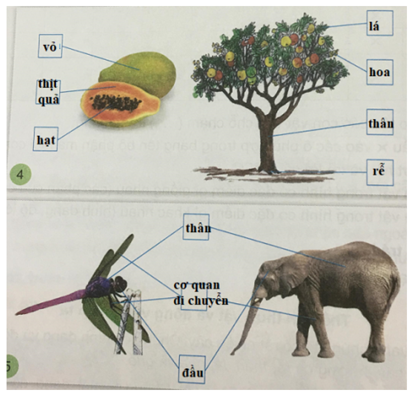 Tự nhiên và xã hội 3 Bài 17: Thế giới động vật và thực vật xung quanh em | Hay nhất Giải bài tập Tự nhiên và xã hội 3 VNEN